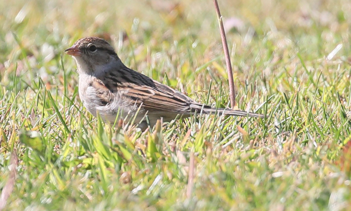 Chipping Sparrow - ML276596391