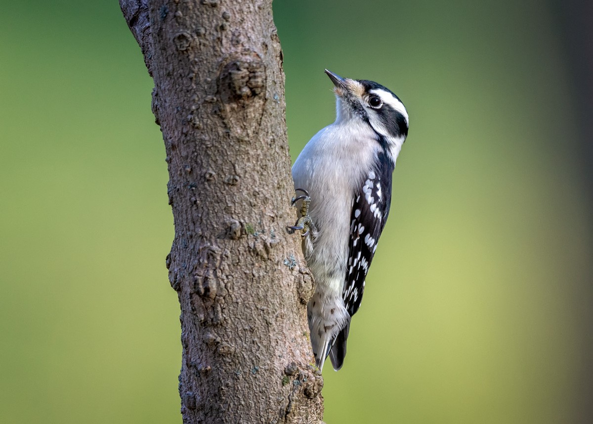 Downy/Hairy Woodpecker - mark kraus
