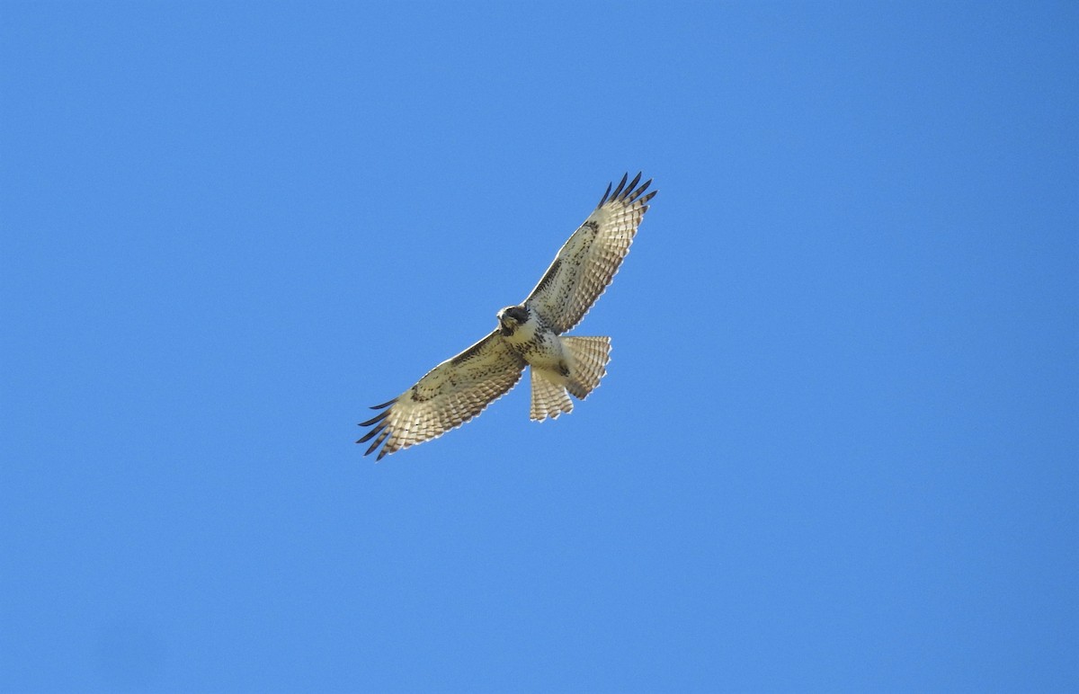 Red-tailed Hawk (fuertesi) - ML276598801