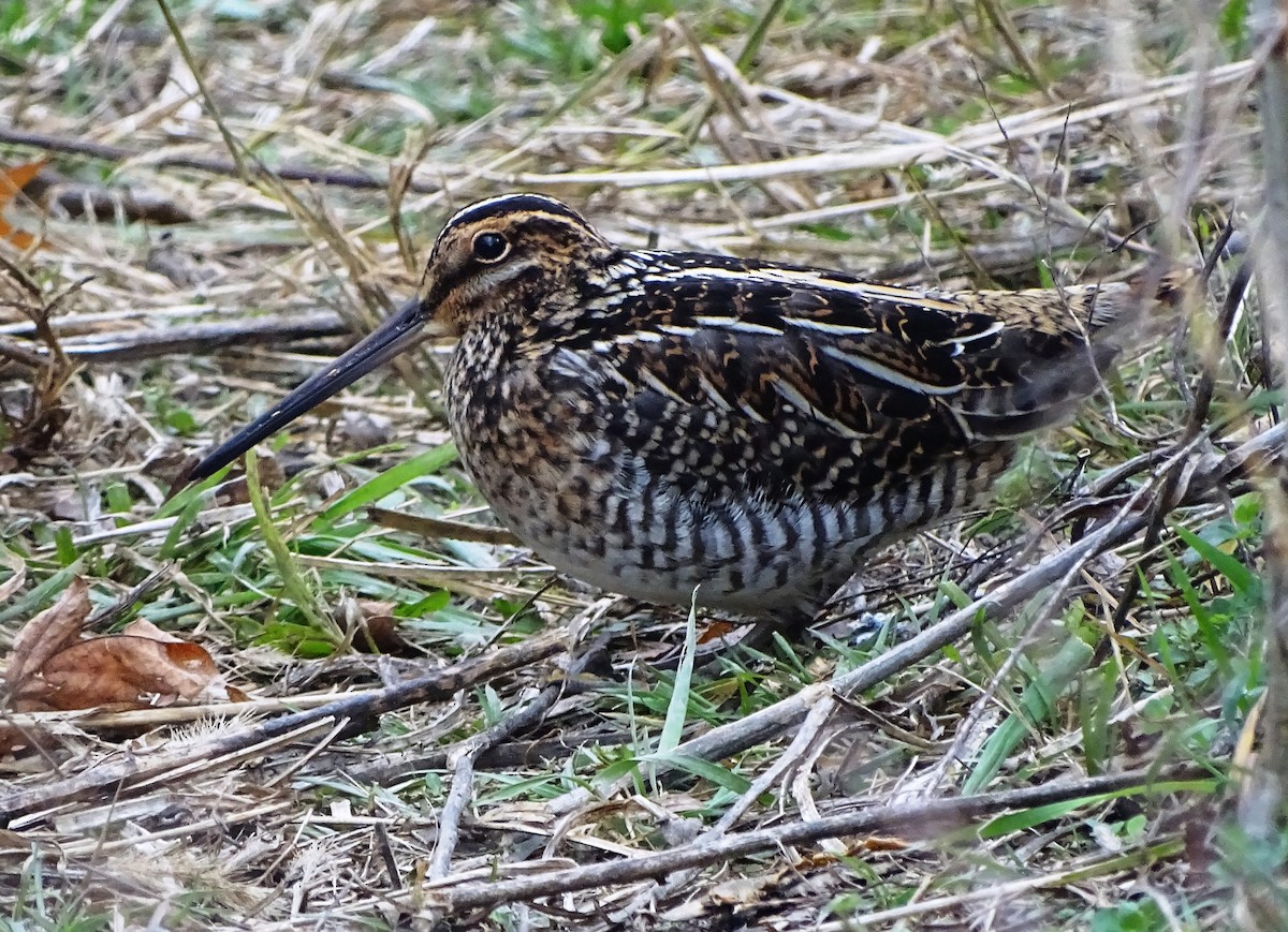 Wilson's Snipe - Peter  Dy-Liacco