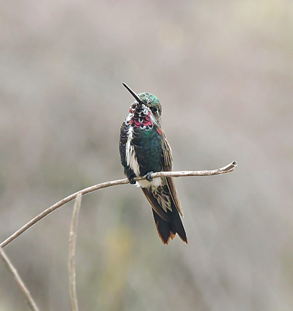 kolibřík fialovolímcový - ML276604011
