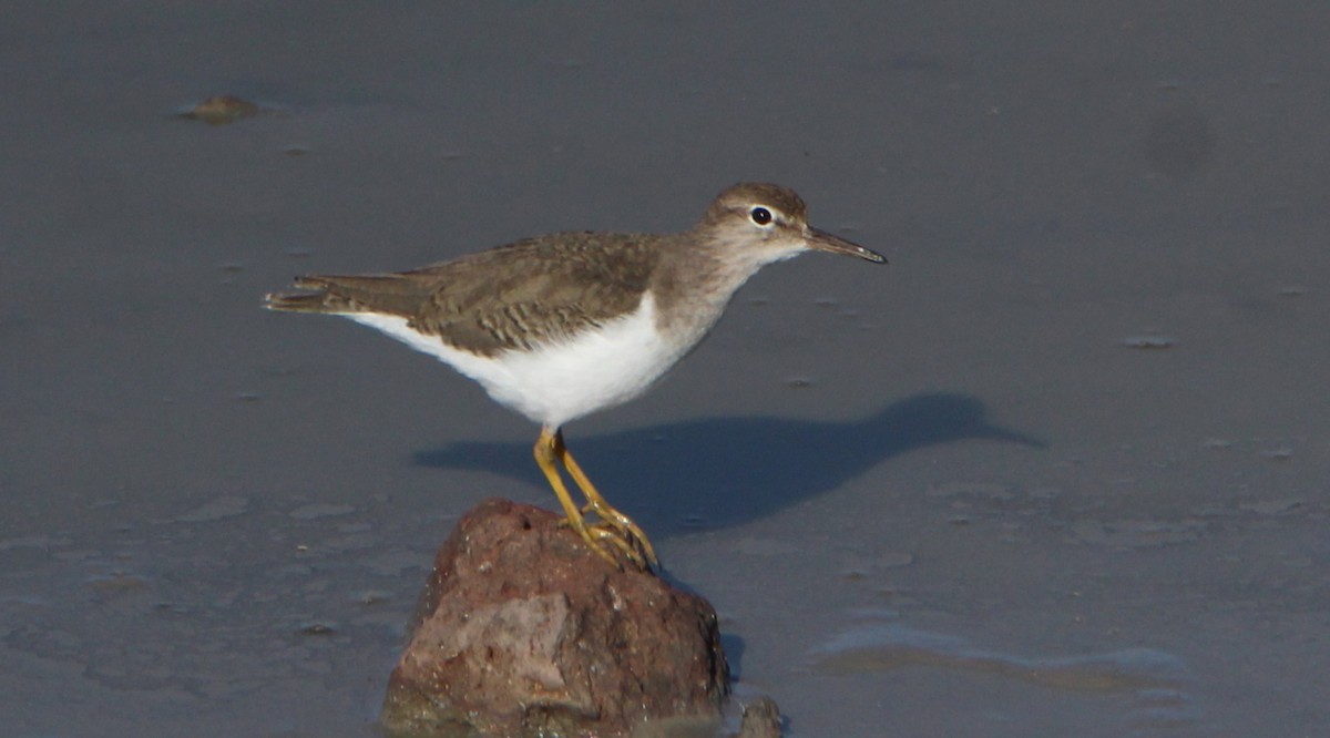 Spotted Sandpiper - Paul Lewis