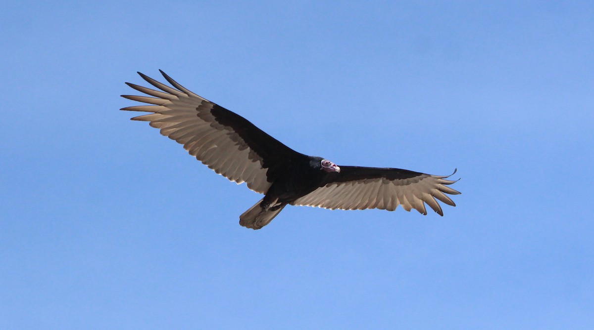 Turkey Vulture - ML276605241