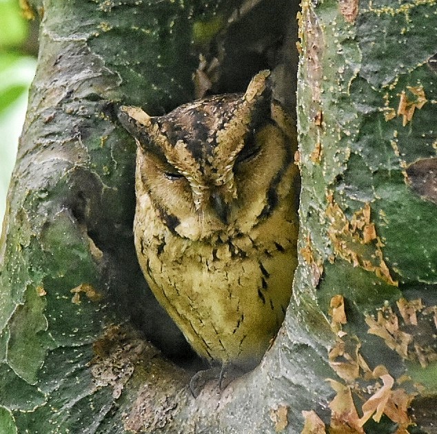 Indian Scops-Owl - MANOJ KANAKAMBARAN