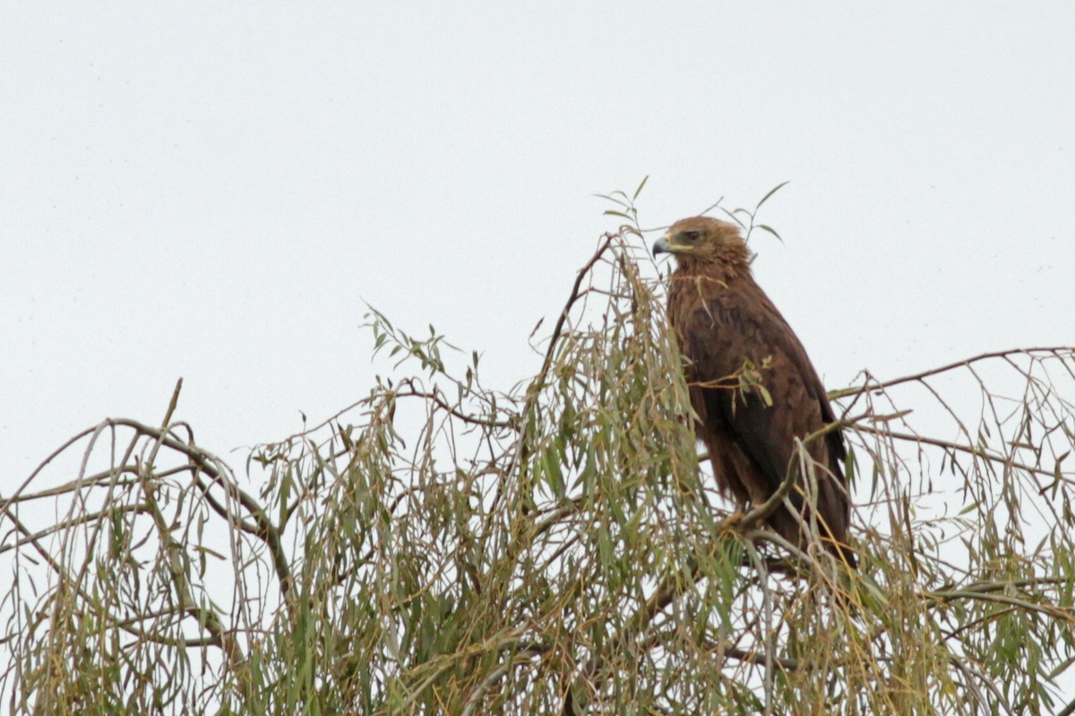 Greater Spotted Eagle - ML27661001