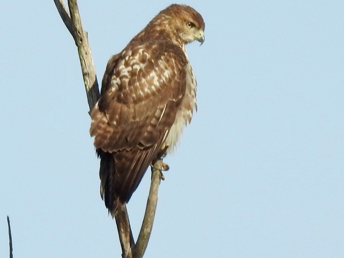 Red-tailed Hawk - ML276610091