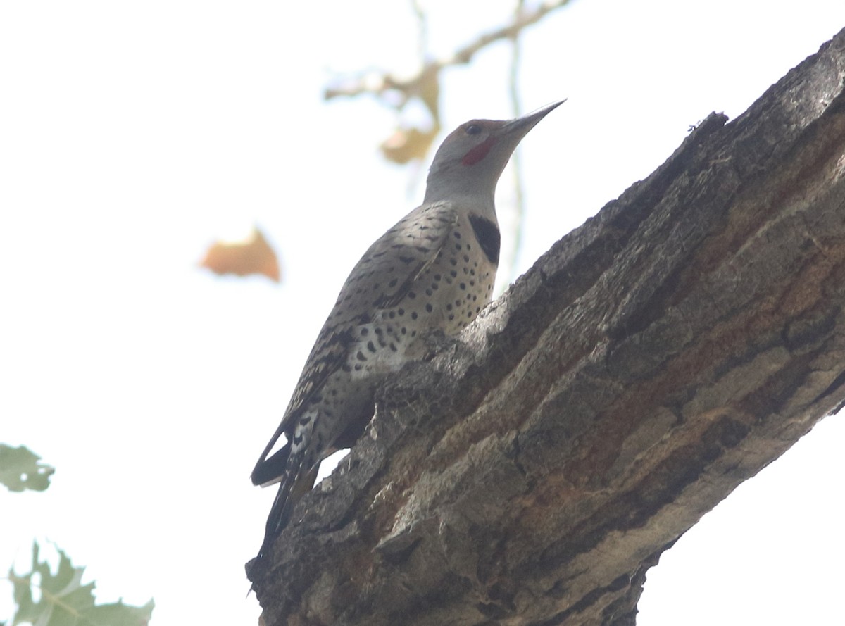 Northern Flicker (Yellow-shafted x Red-shafted) - ML276614141