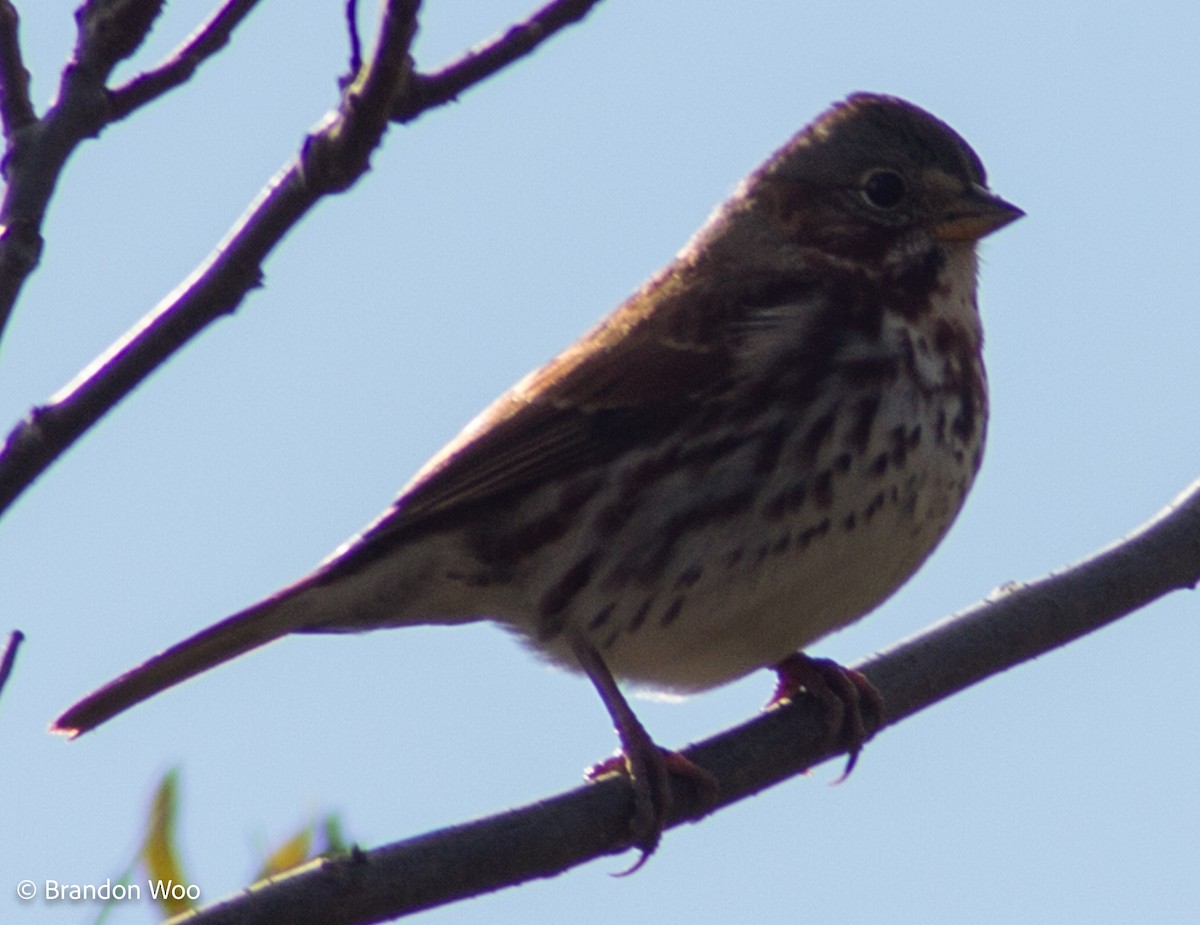 Fox Sparrow (Red) - ML276614511