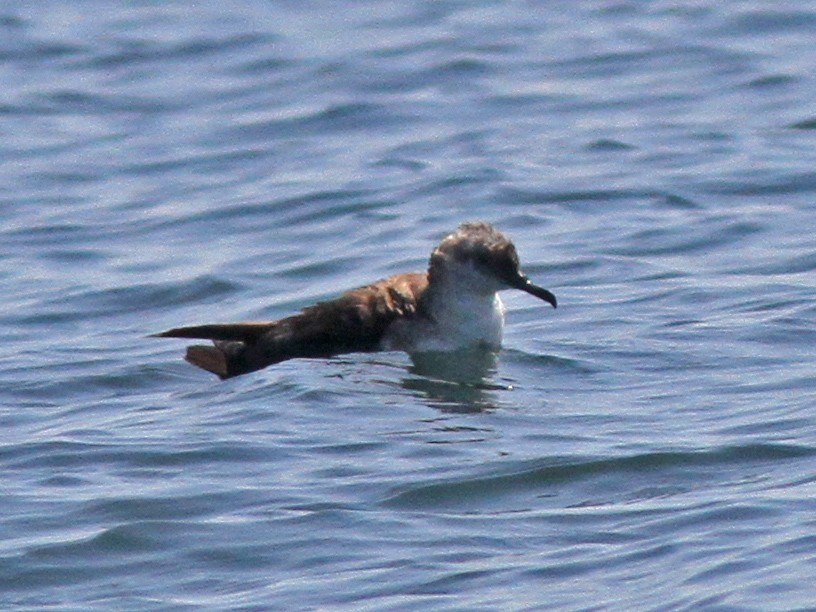 Black-vented Shearwater - Larry Sirvio