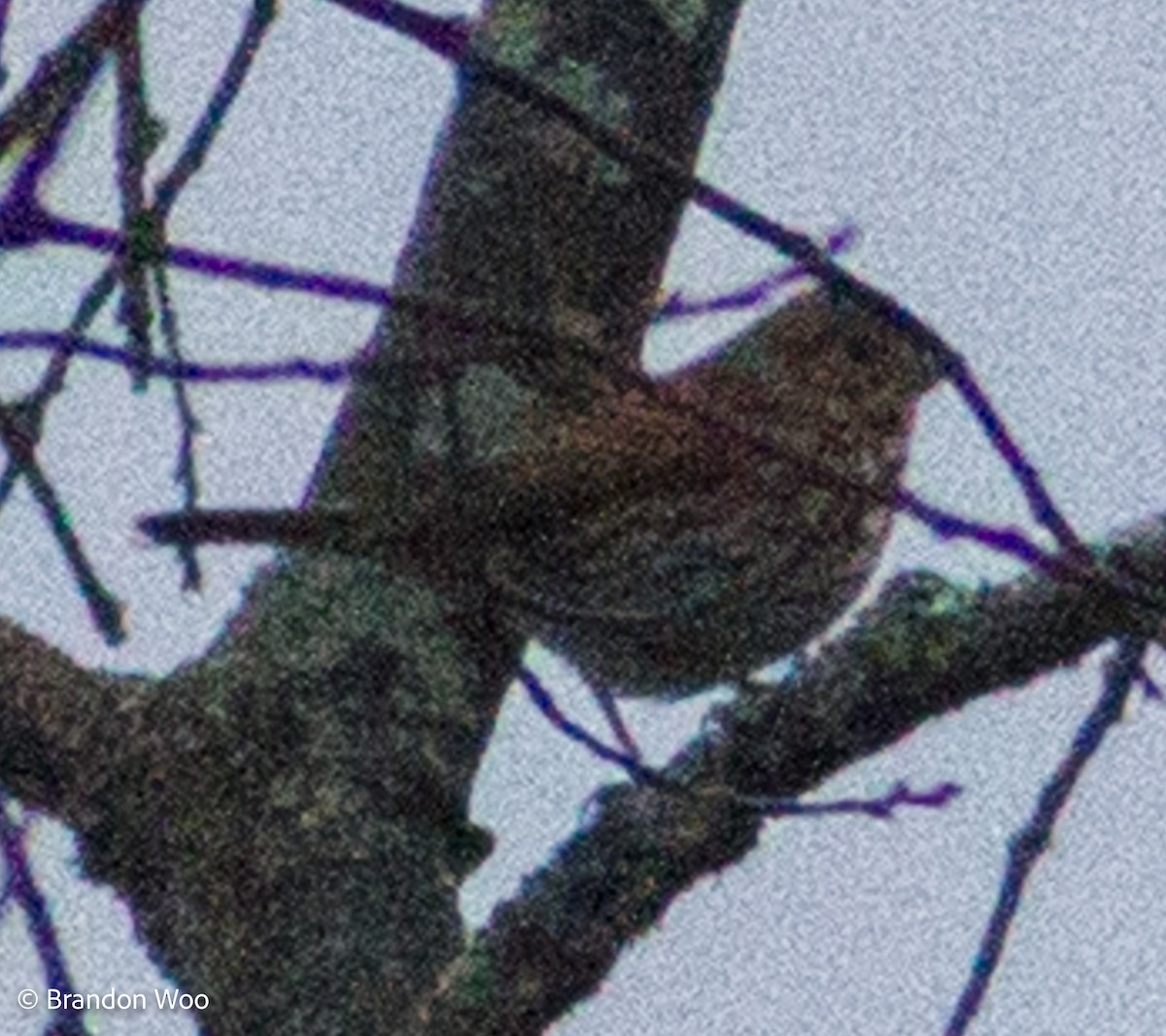 Fox Sparrow (Red) - ML276616171