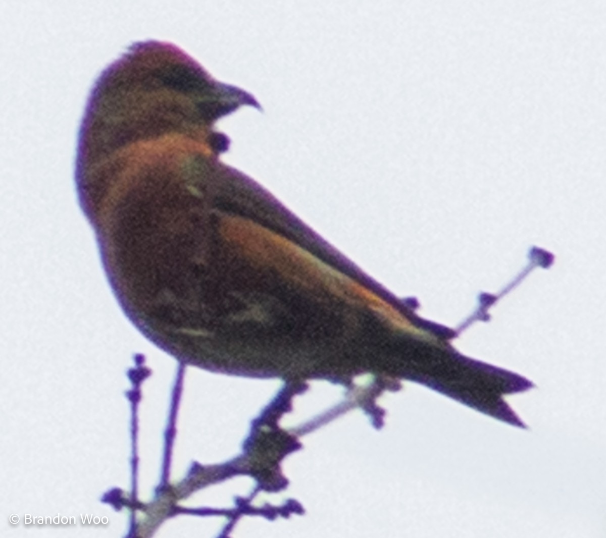 Red Crossbill (Northeastern or type 12) - ML276616341