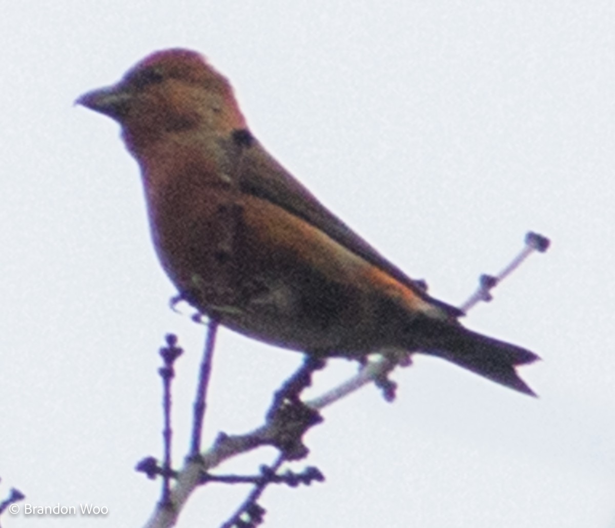 Red Crossbill (Northeastern or type 12) - ML276616351