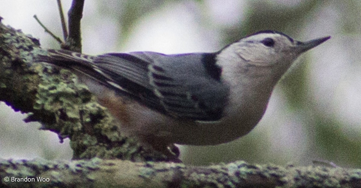 White-breasted Nuthatch - ML276616381