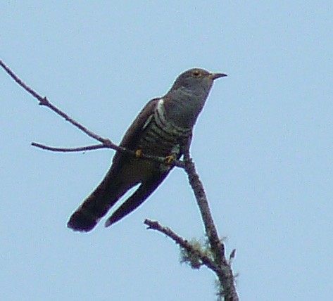 Indian Cuckoo - Glenn Morris