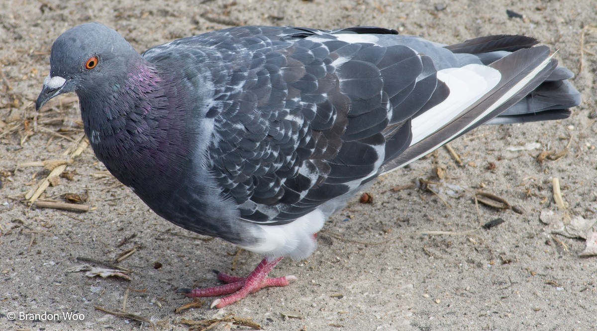Rock Pigeon (Feral Pigeon) - ML276624381