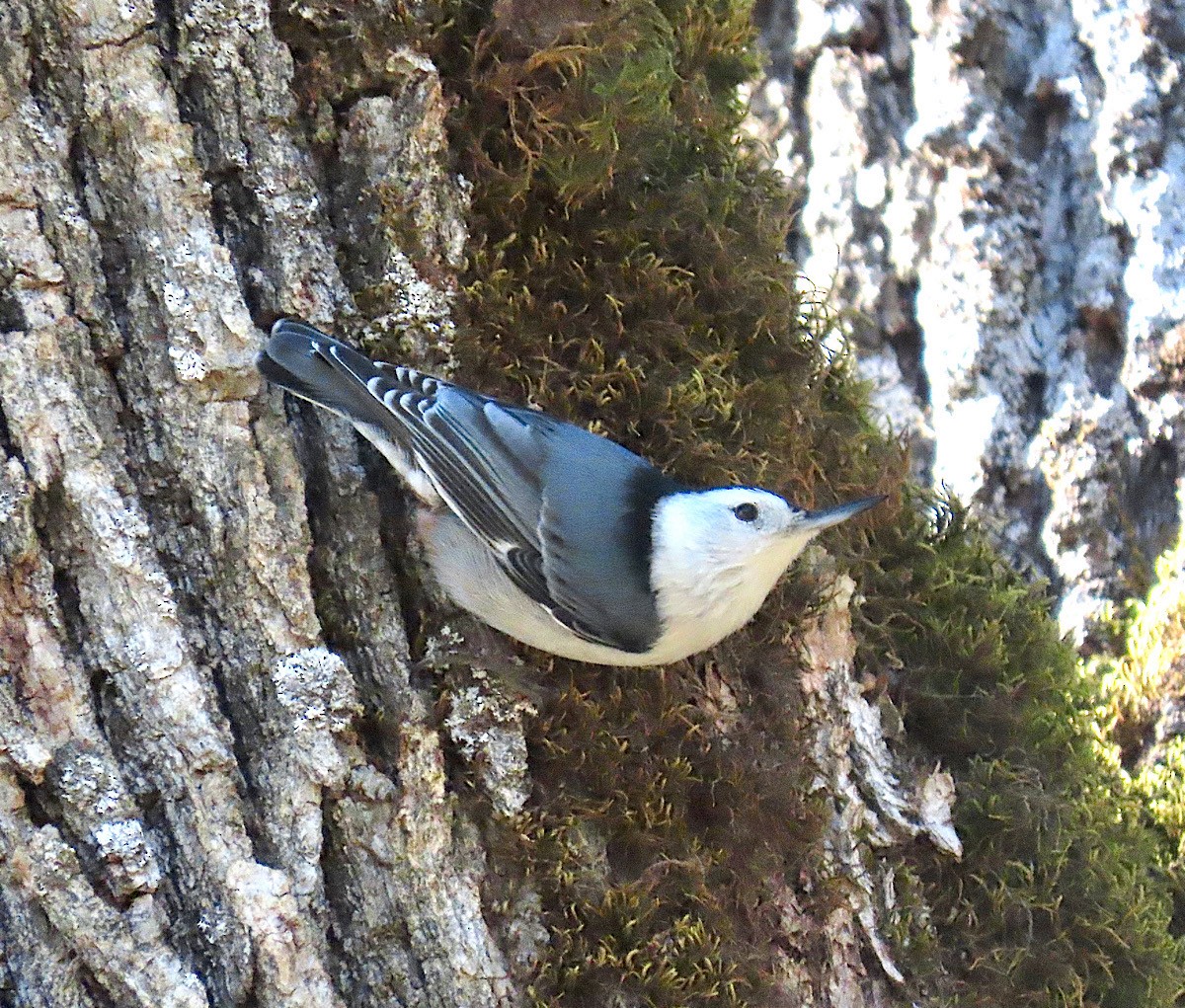 White-breasted Nuthatch - ML276624431