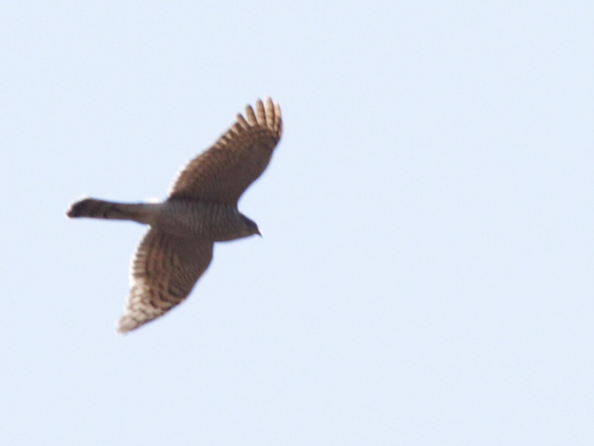 Eurasian Sparrowhawk - ML27662521