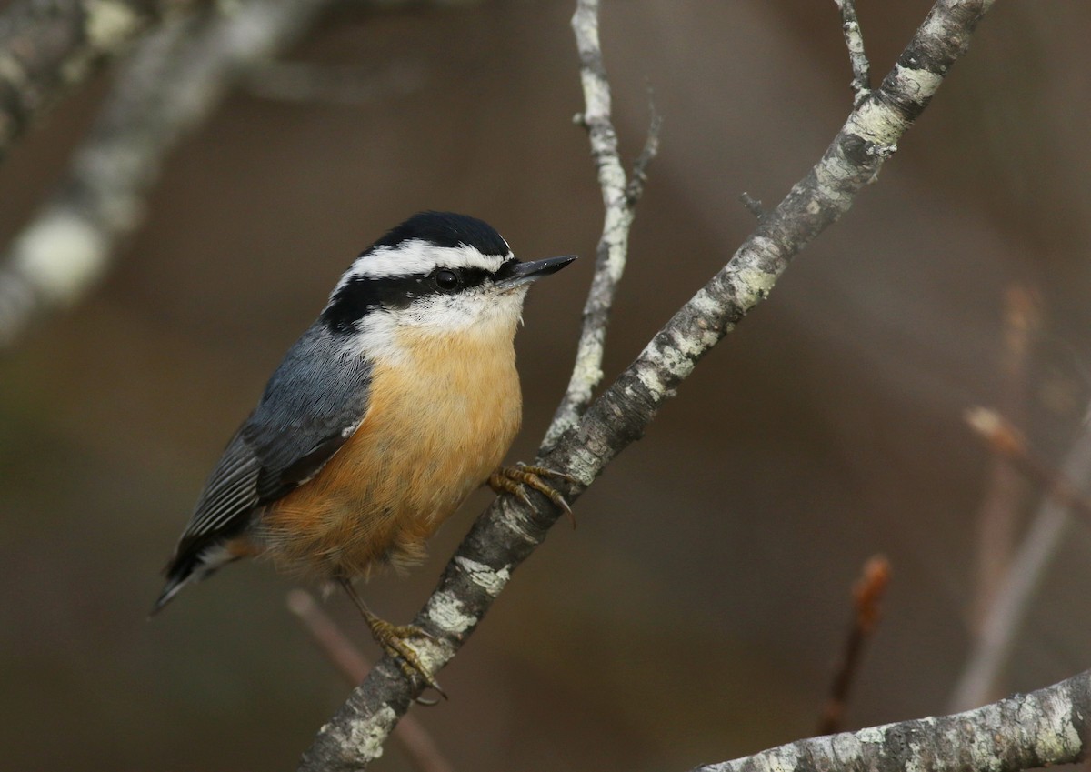 Red-breasted Nuthatch - ML276627101