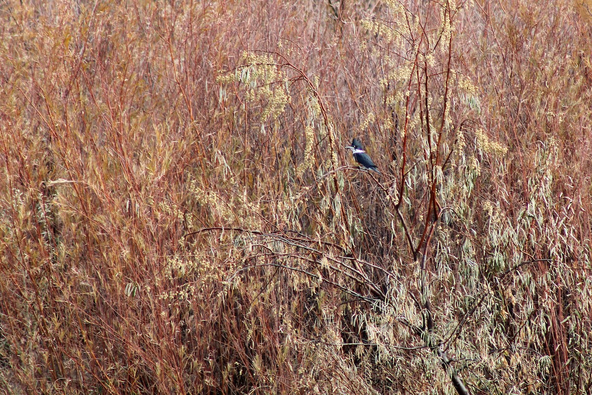 Belted Kingfisher - ML276628201