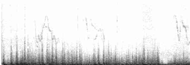 Белая трясогузка (ocularis) - ML27664301