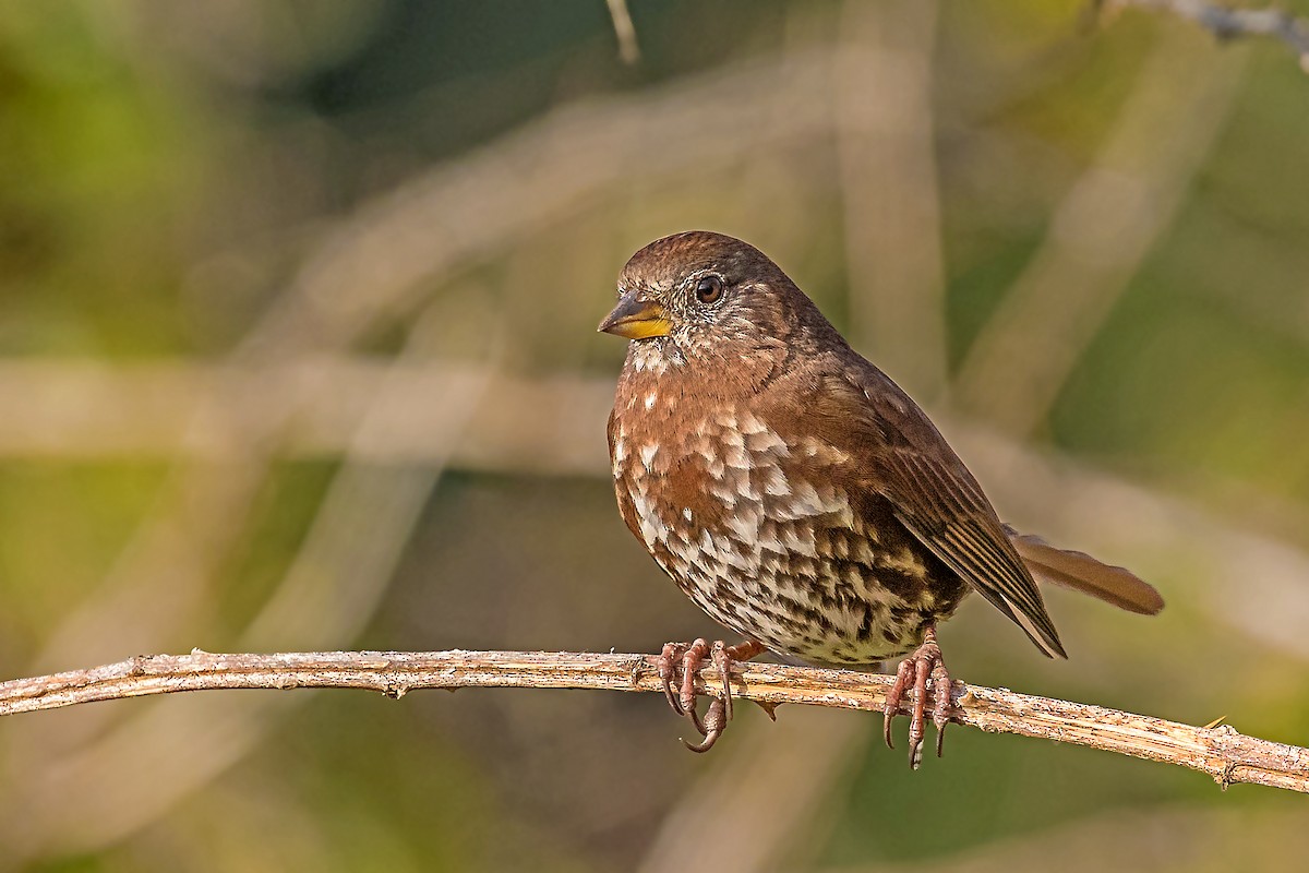 Fox Sparrow (Sooty) - ML276649151