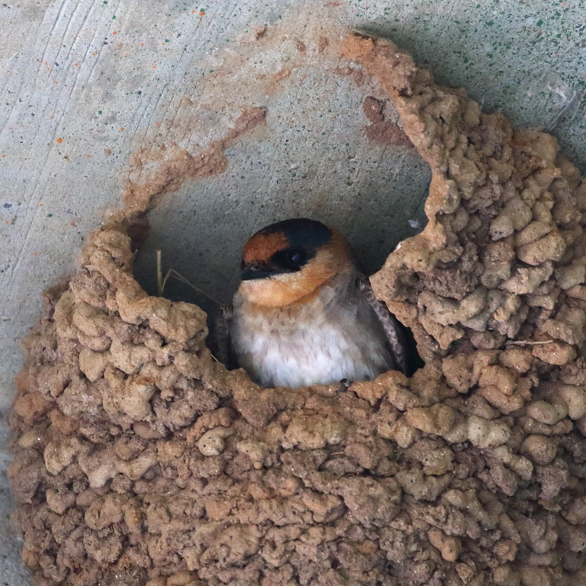 Cave Swallow (Texas) - ML27665341
