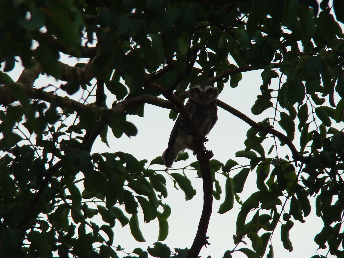 Spotted Owlet - Govind Kumar