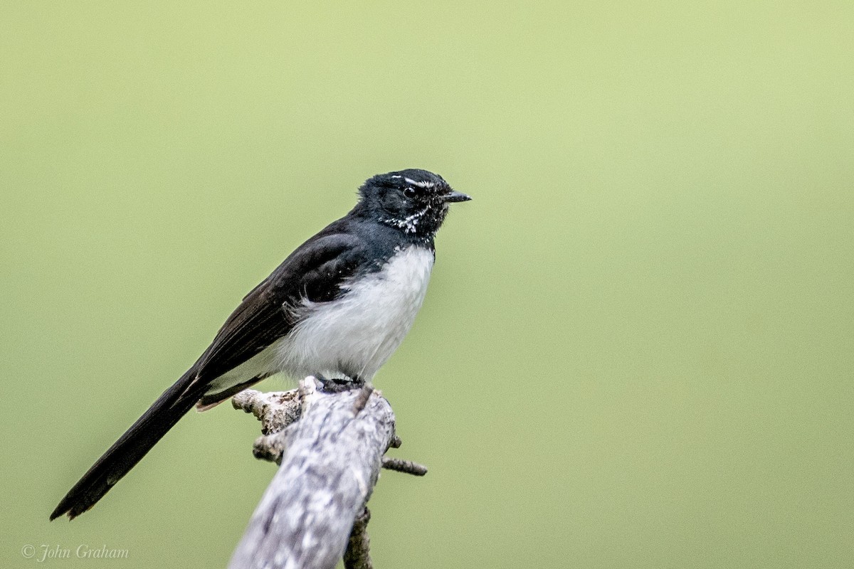 Willie-wagtail - ML276660181