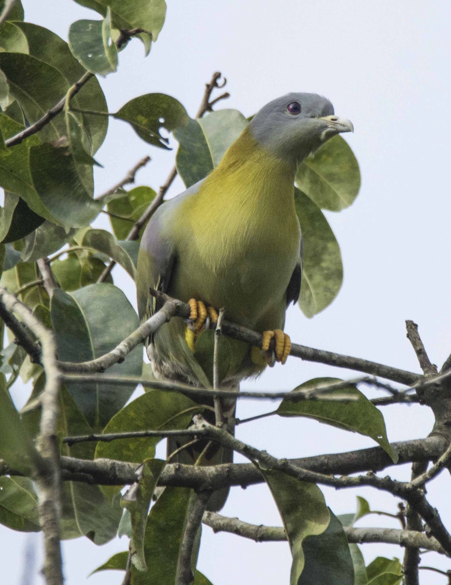 Yellow-footed Green-Pigeon - MANOJ KANAKAMBARAN