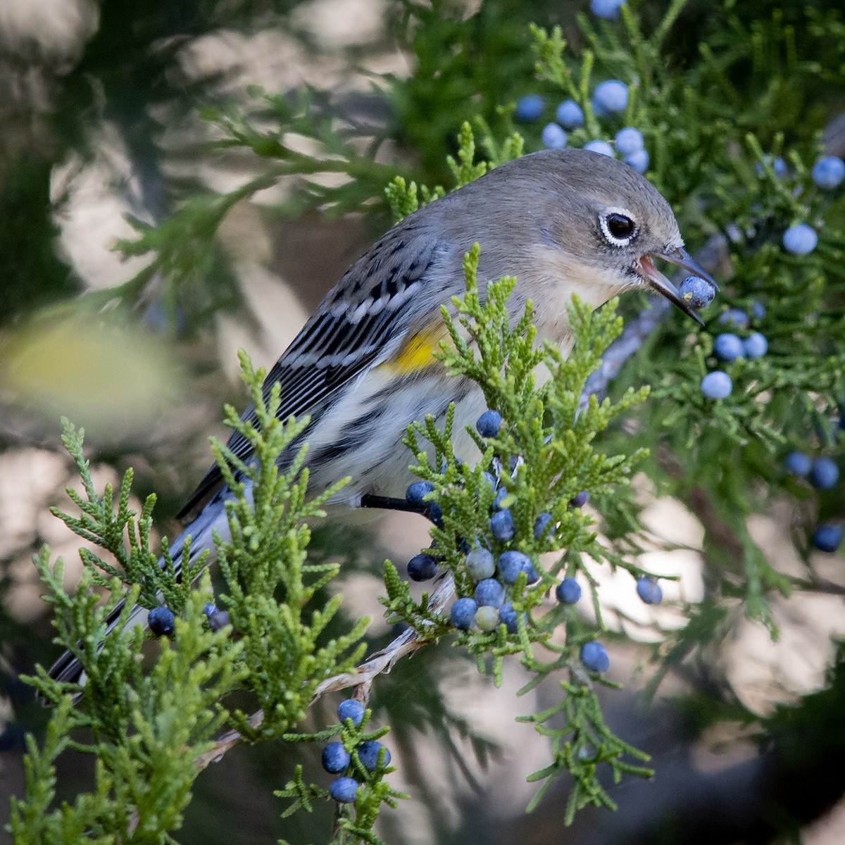 Yellow-rumped Warbler (Myrtle) - Mike Cameron