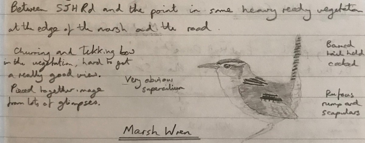 Marsh Wren - Andy Parkes