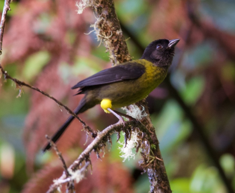 Yellow-green Brushfinch - Clayton Burne