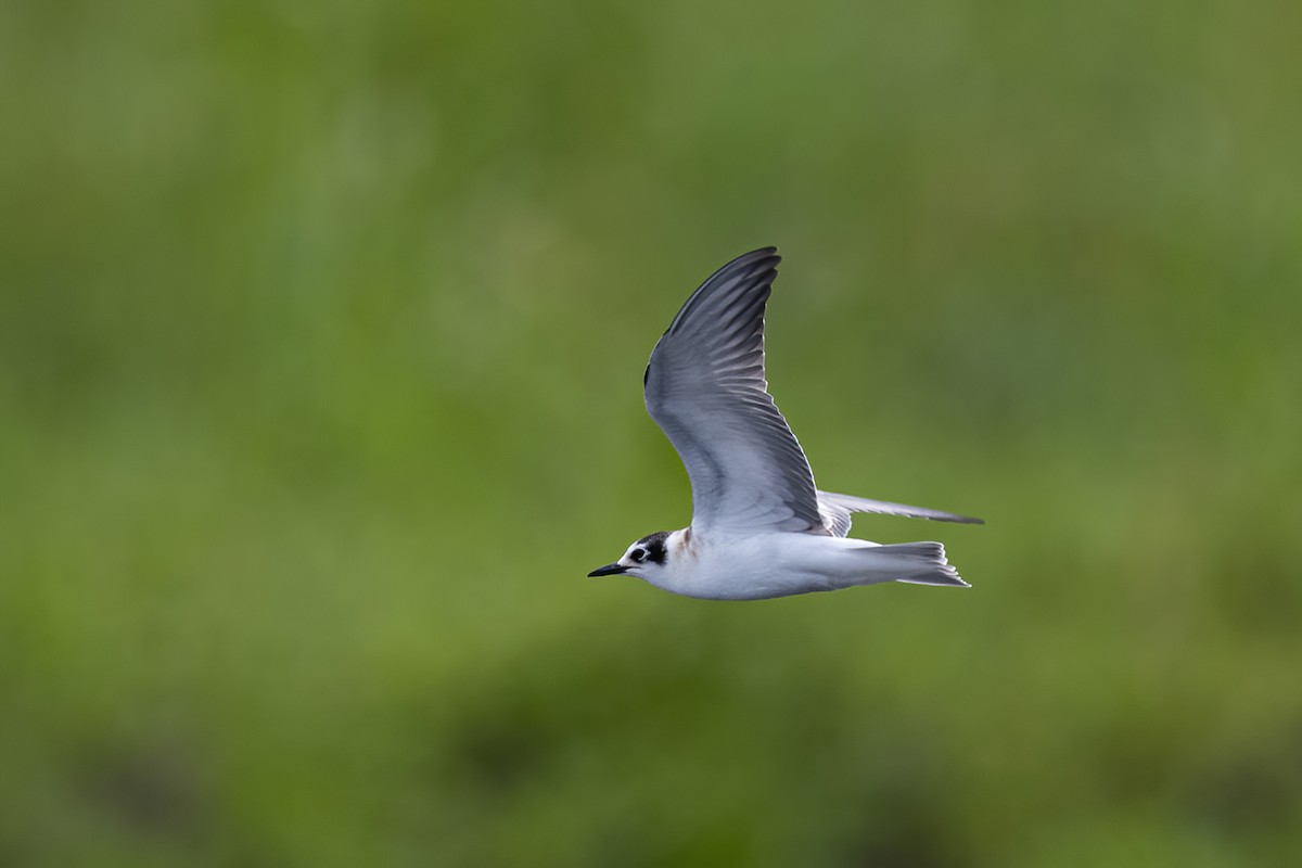 White-winged Tern - ML276673151