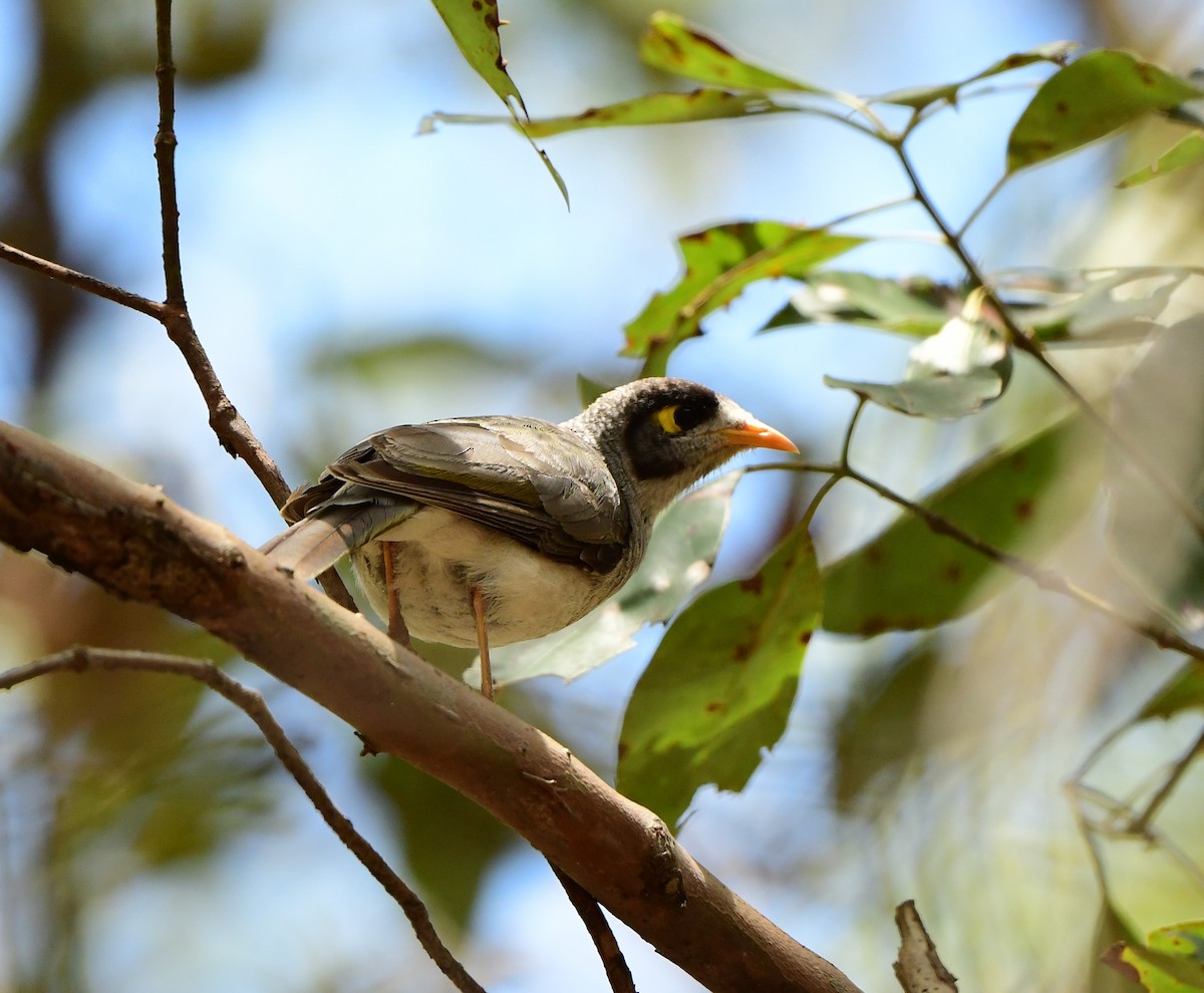 Noisy Miner - Andy Gee