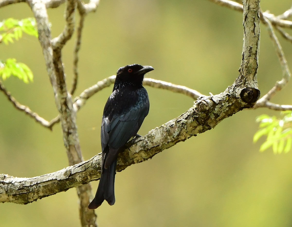 Spangled Drongo - Andy Gee