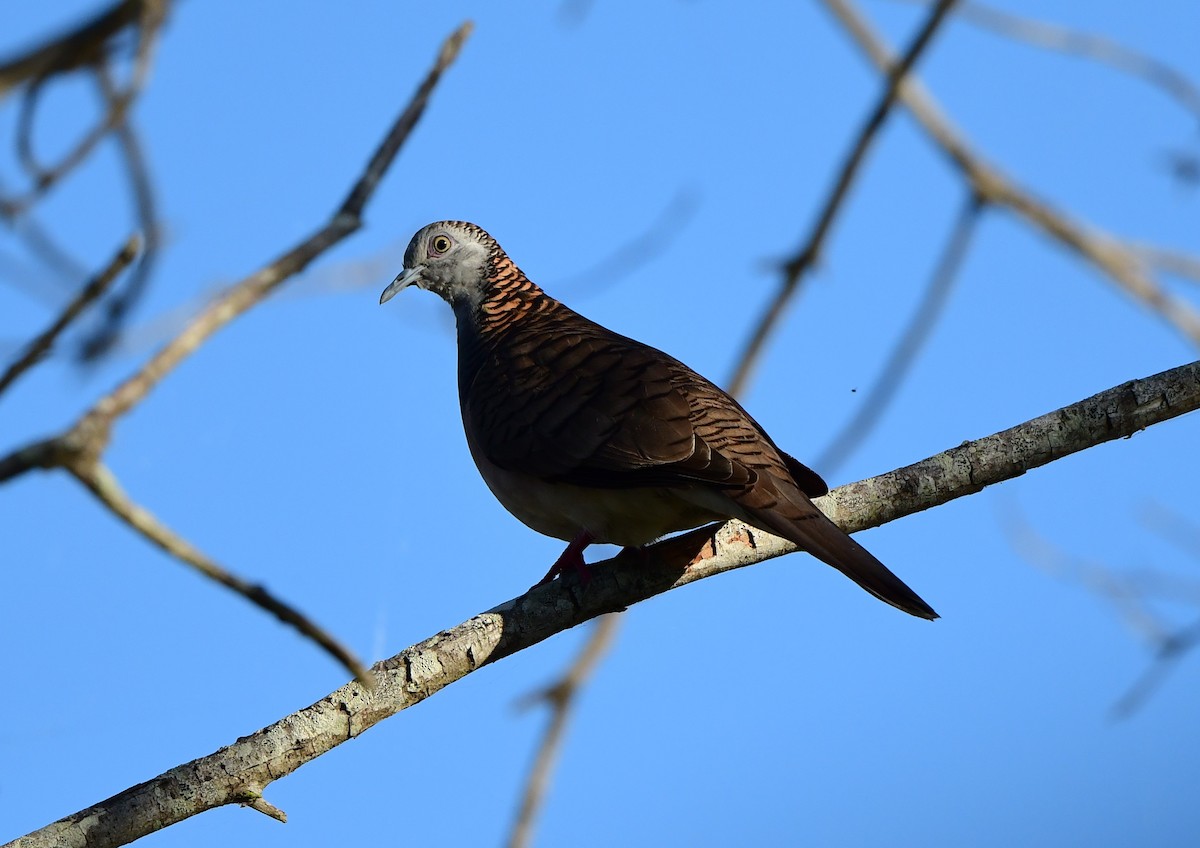 Bar-shouldered Dove - Andy Gee