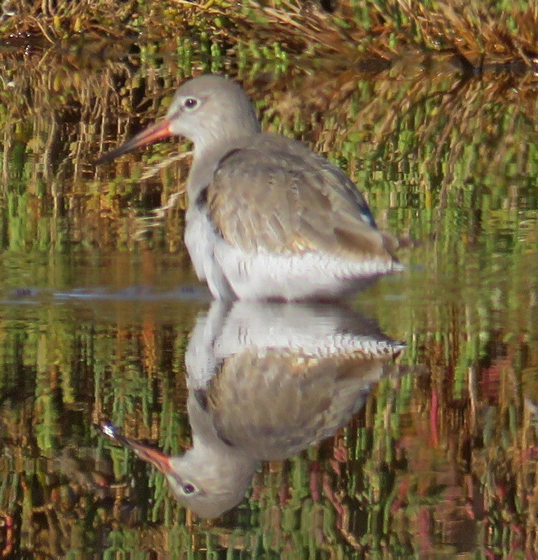 Spotted Redshank - George and Teresa Baker