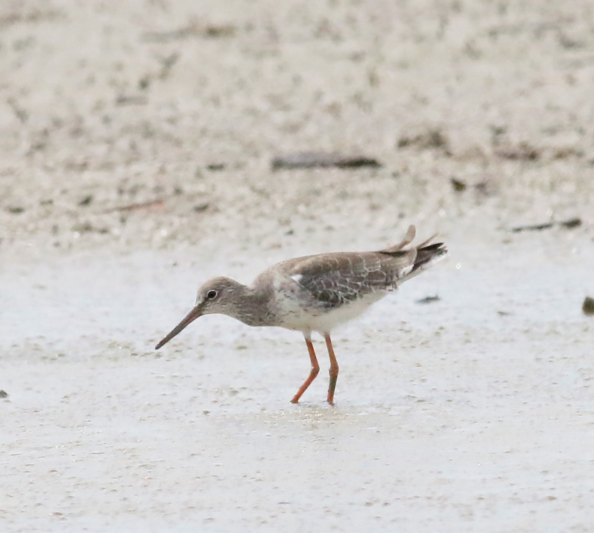 Common Redshank - Ronnie Ooi