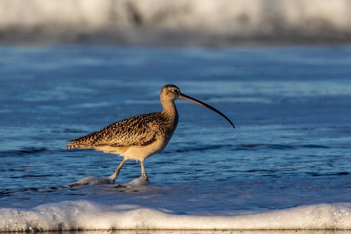 Long-billed Curlew - ML276680211
