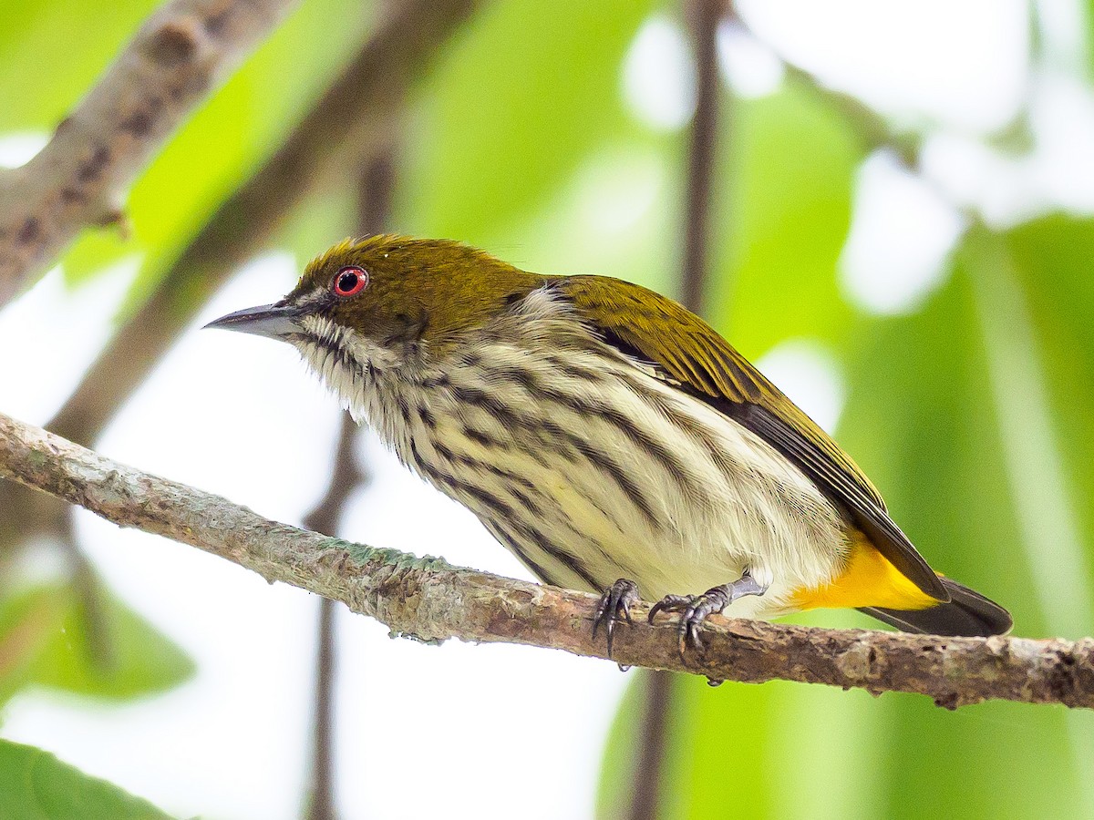 Yellow-vented Flowerpecker - Karyne Wee