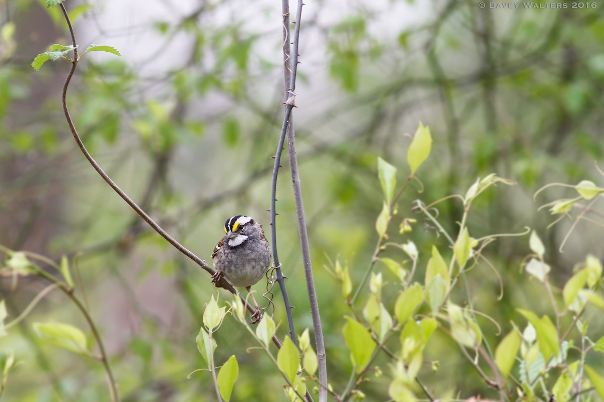 White-throated Sparrow - ML27668211