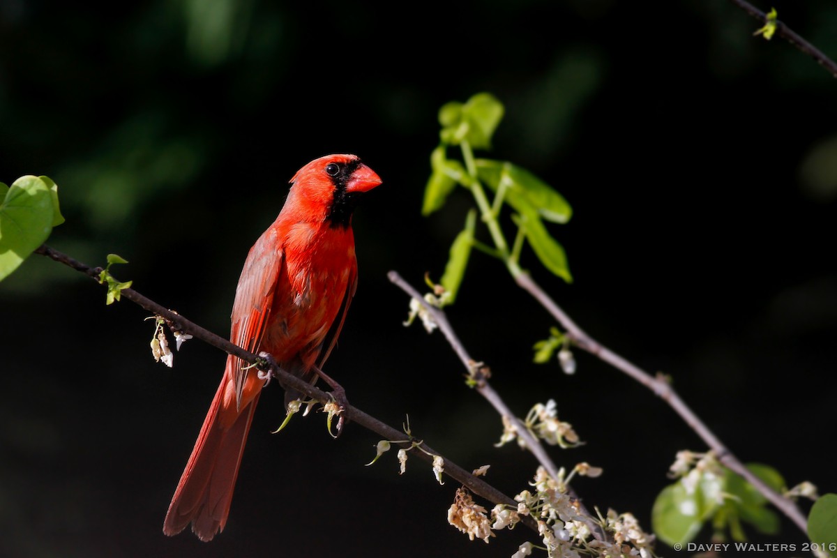 Northern Cardinal - Davey Walters