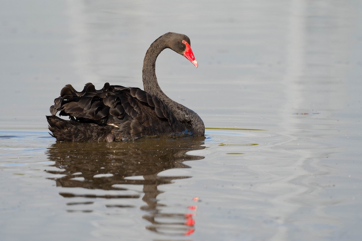 Black Swan - Terence Alexander