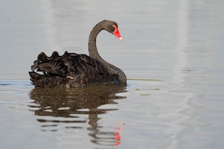 Black Swan, ML276690871