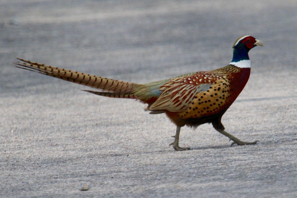 Ring-necked Pheasant - Owen Krout