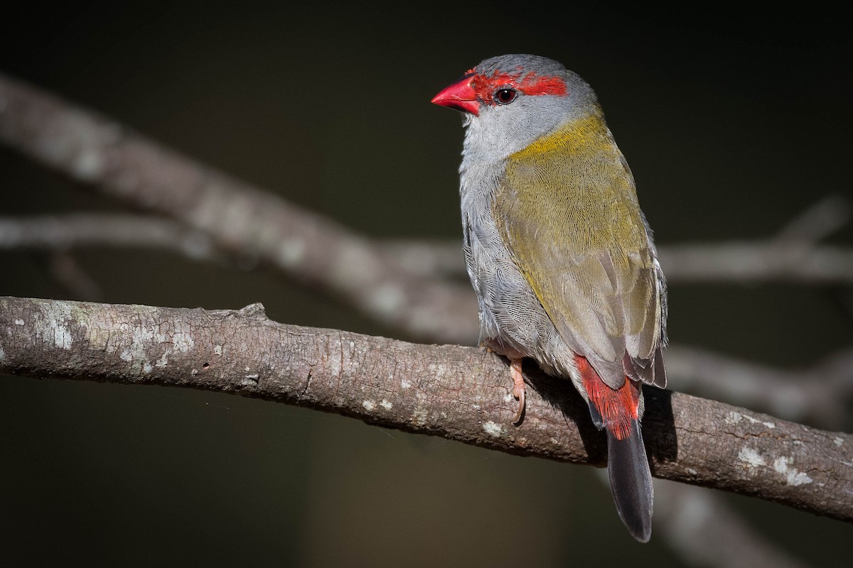 Red-browed Firetail - ML276691261
