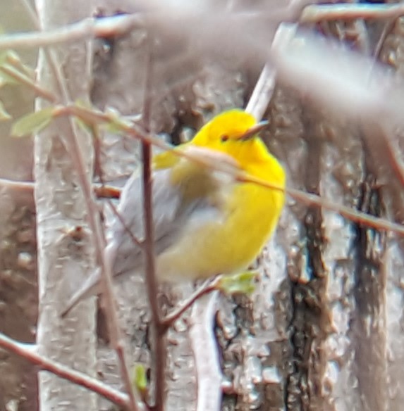 Prothonotary Warbler - ML27669241