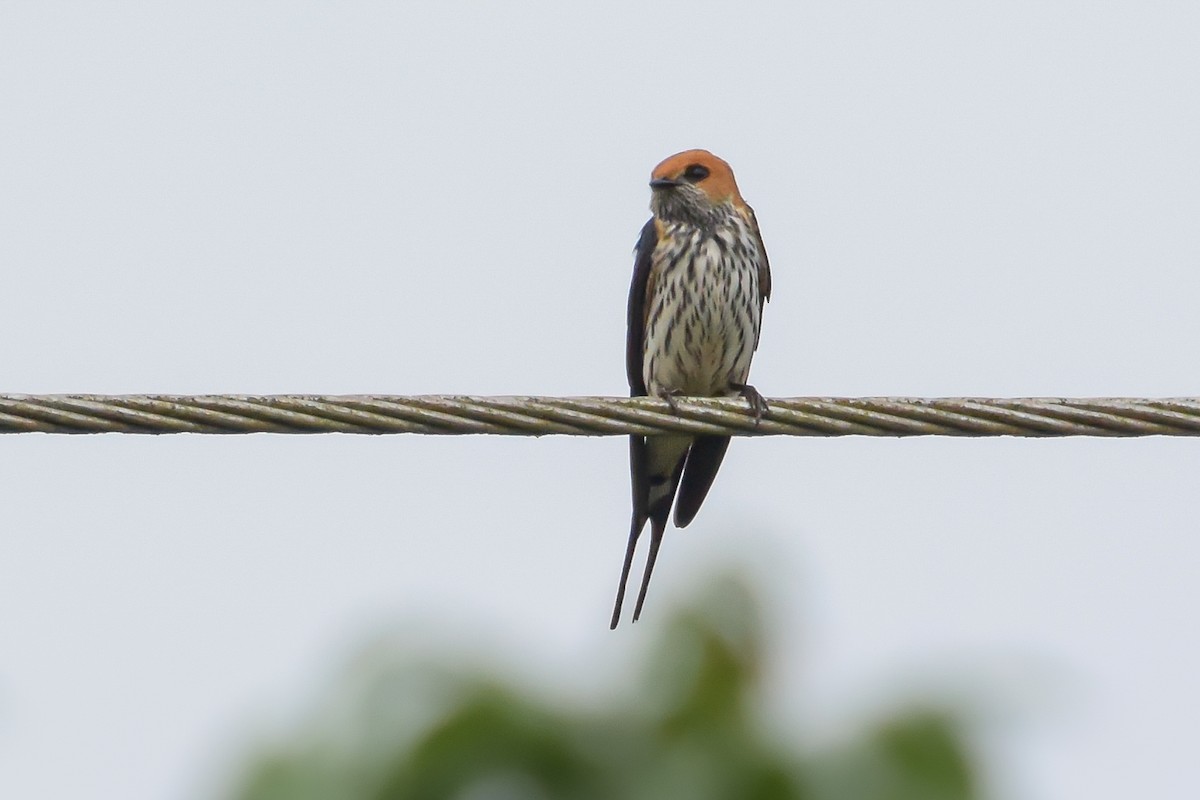 Lesser Striped Swallow - ML276694421