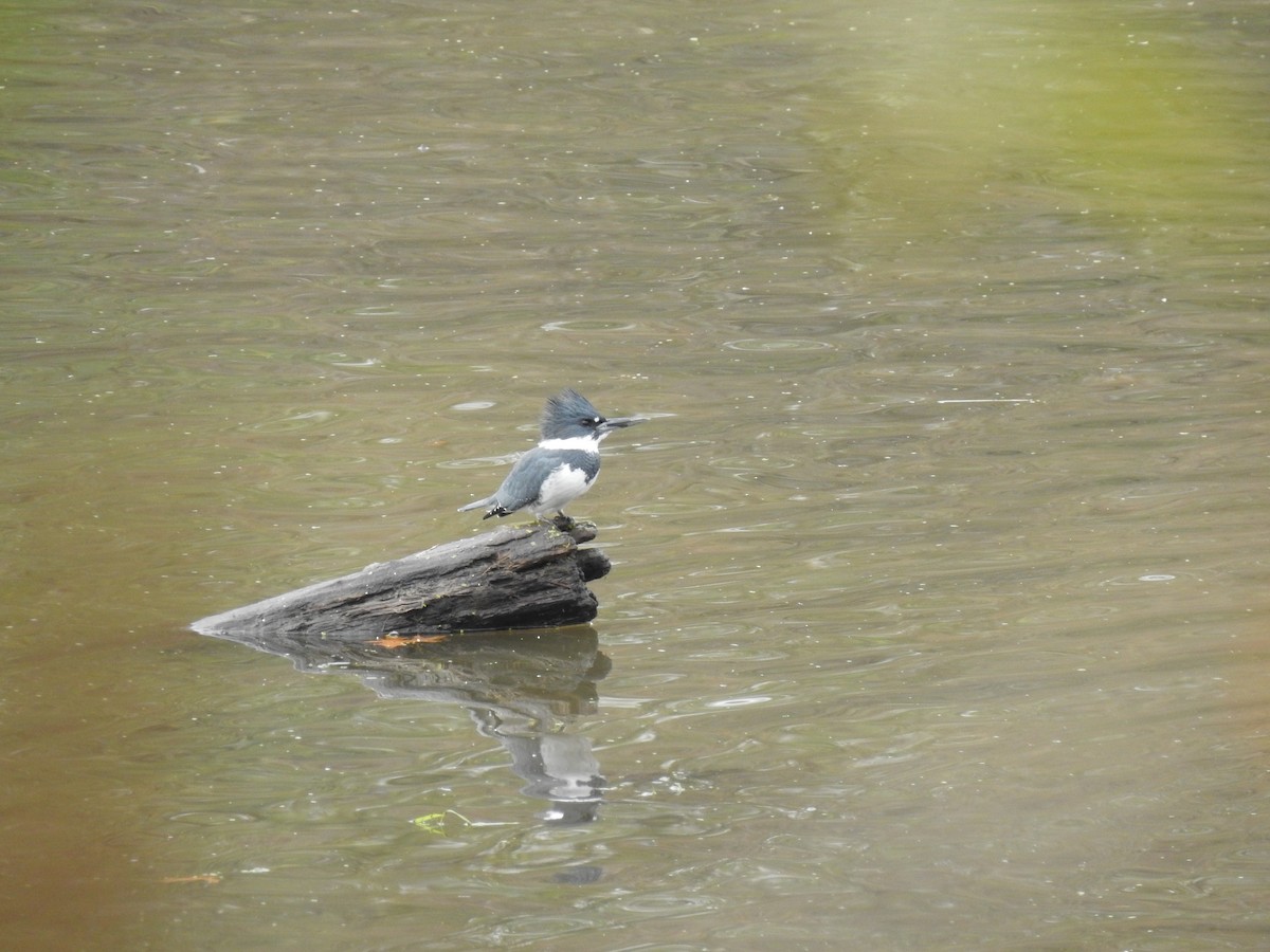 Belted Kingfisher - ML276696131