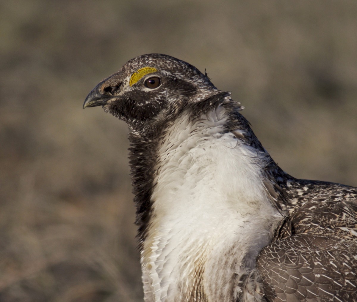 Greater Sage-Grouse - ML27670581